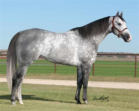 ocean runaway  ranch quarter horse horses beautiful horses