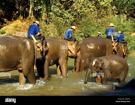 Thailand Elephants trainings Camp Elephant Thai Stock Photo - Alamy