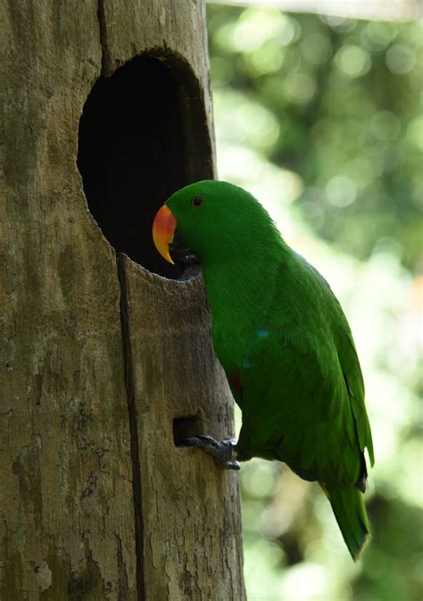 Gambar Burung Nuri Bayan Jenis Burung Nuri Terlengkap Dan Makanan