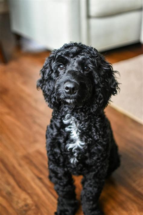 Love Ur Dog - That's a fascinating insight into Toy Poodles! Their history as hunting dogs
