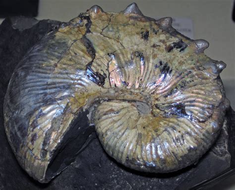 Diploscaphites Sp Fossil Ammonite Fox Hills Formation Flickr