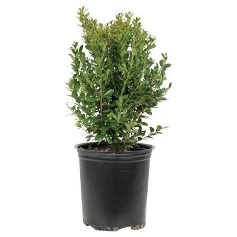 Japanese Compacta Holly Ilex Crenata Evergreen Shrub 25 Qt