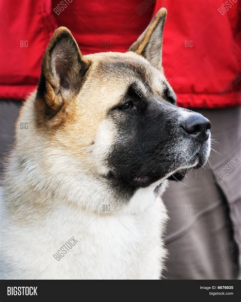 Japanese Akita Dog Image & Photo (Free Trial) | Bigstock