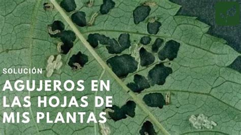 Descubre por qué las hojas de tus plantas se queman causas y