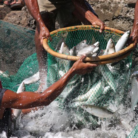 INFOMINA 5 Cara Budidaya Ikan Bandeng Di Kolam Terpal