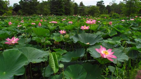 4 Friends Of Kenilworth Aquatic Gardens