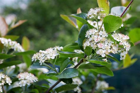 Evergreen Trees With Flowers