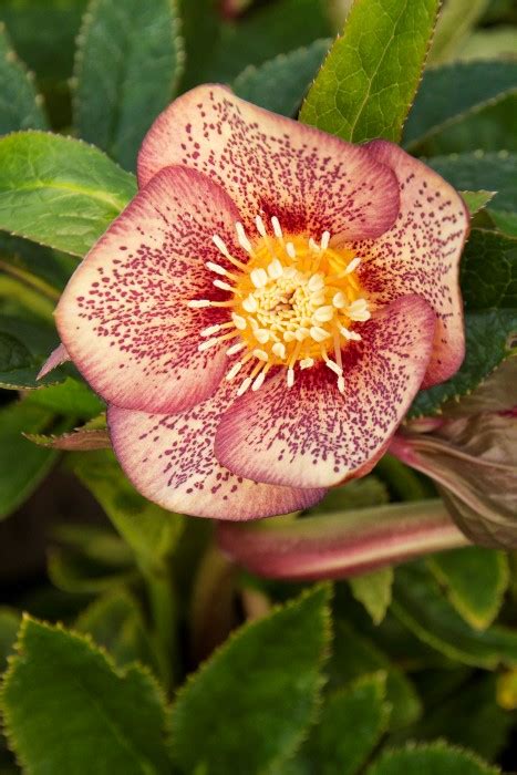 5 Stunning Hellebore Varieties You Must See Garden Therapy