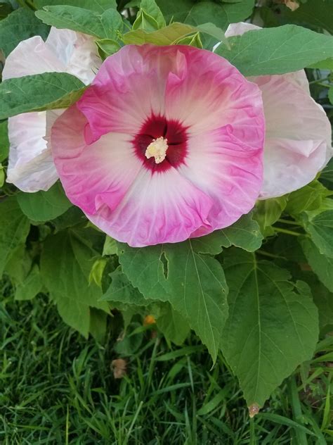 Luna Pink Swirl Pre Stratified Hardy Hibiscus 25 Seeds Free Shipping