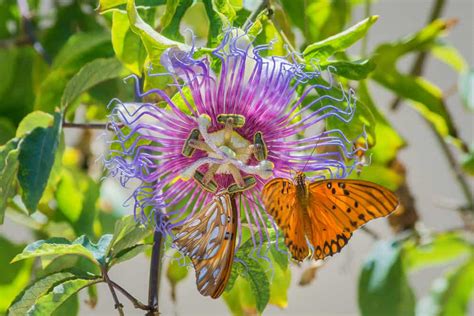 Passion Fruit Vine Indoors