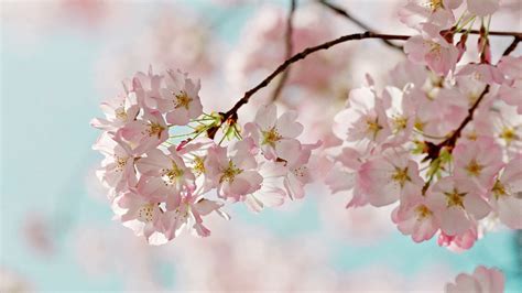 canadian spring      hd stock footage