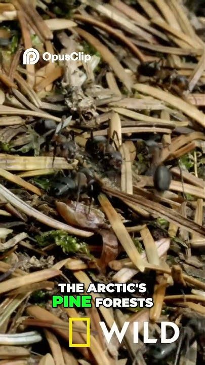 Ant Architects Building Amazing Homes You Won't Believe! - YouTube