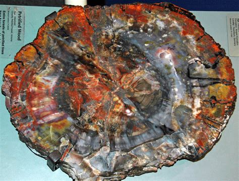 Quartz Permineralized Fossil Wood Chinle Formation Upper Flickr