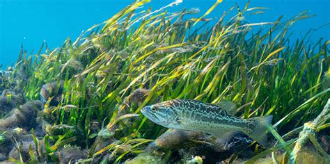 Submerged Aquatic Vegetation Critical To Estuarine Ecosystems