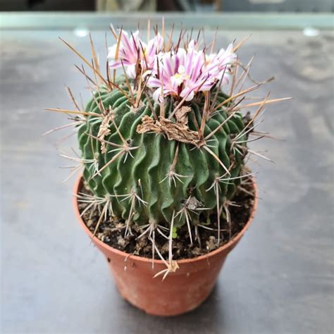 🌵 Echinofossulocactus Phyllacanthus Ag Sanremo