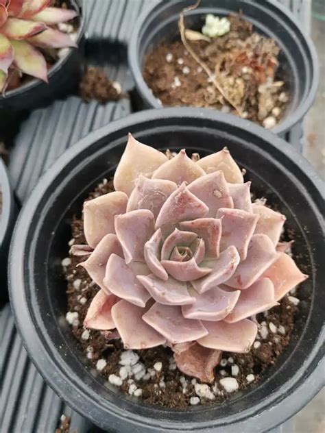 Echeveria Rob Roy Siracactus Succulente Online Echeveria Mix