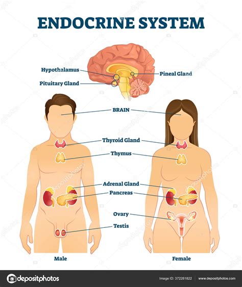 Ilustraci N Vectorial Del Sistema Endocrino Esquema De Gl Ndulas