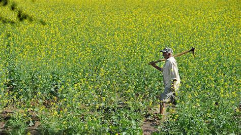 Crops In Guj Rajasthan Hit By Rain Farmers Knock At Govt Door The