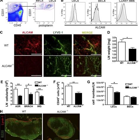 Alcam Is Expressed On Human Lecs In Vitro And In Vivo A B Facs