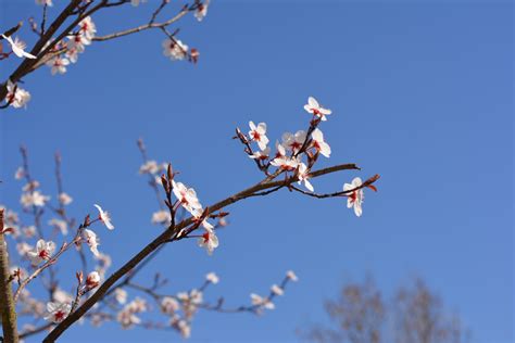 Kostenlose foto Ast blühen Pflanze Himmel Weiß Blume Frühling