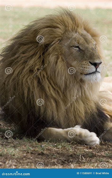 Male Lion Resting Stock Image Image Of Powerful Intense 11580691