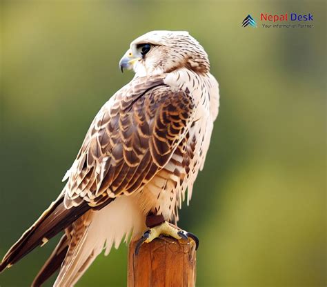 Saker Falcon: The Regal Hunter of the Skies | Nepal Desk