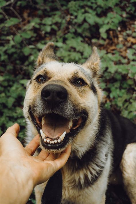Dog Teeth Cleaning Prices [Factors And How To Mitigate Costs]