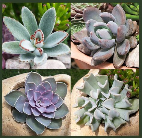 Shop Exotic (Tender) Succulents | Indoor & Home Soft Succulents