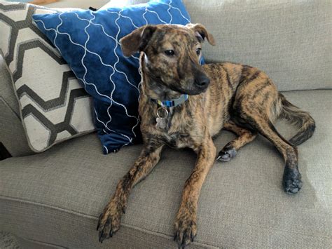 Boxer shepherd mix owners need to know these health facts 10