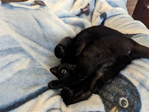 Our very "sophisticated" lady, Izzy : r/blackcats