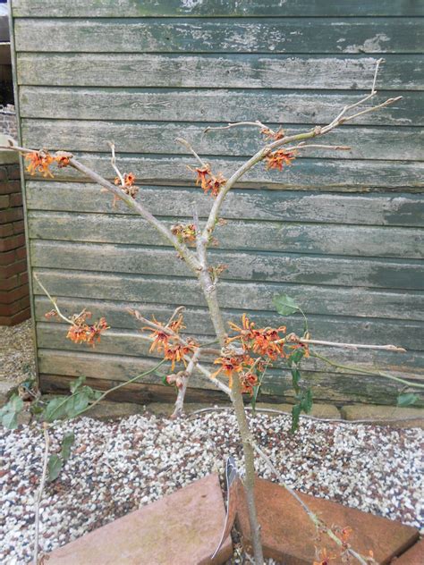 Tony's Blog: Witch-hazels