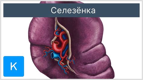Селезёнка - Анатомия человека | Kenhub - YouTube