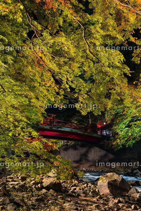 日本 青森県黒石市にある中野もみじ山のライトアップされた紅葉と不動橋の写真素材 246458182 イメージマート