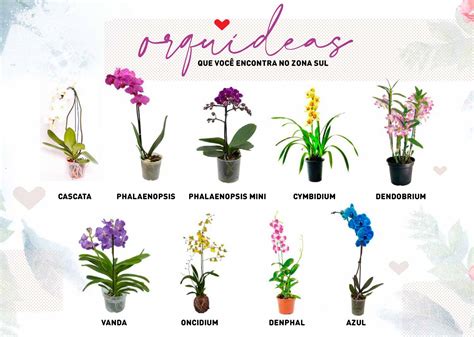 Tipos De Orquídeas + Nomes E Fotos - Orquídeas: aprenda sobre as flores que deixam qualquer ambiente mais ...