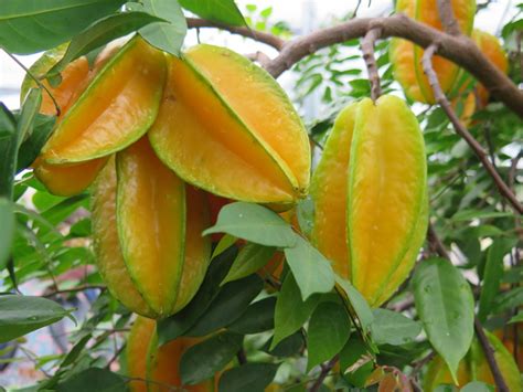 Para Que Serve A Carambola