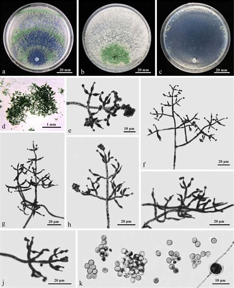 Trichoderma Sparsum Hmas Ac Cultures After D At C A