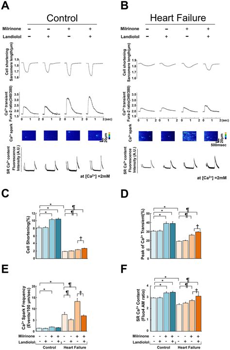 Effect Of Milrinone Or Landiolol On Cell Shortening Ca2 Transient