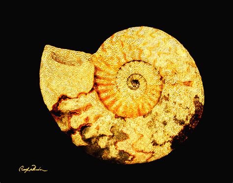perfect shell ammonite carolyn wheeler arts