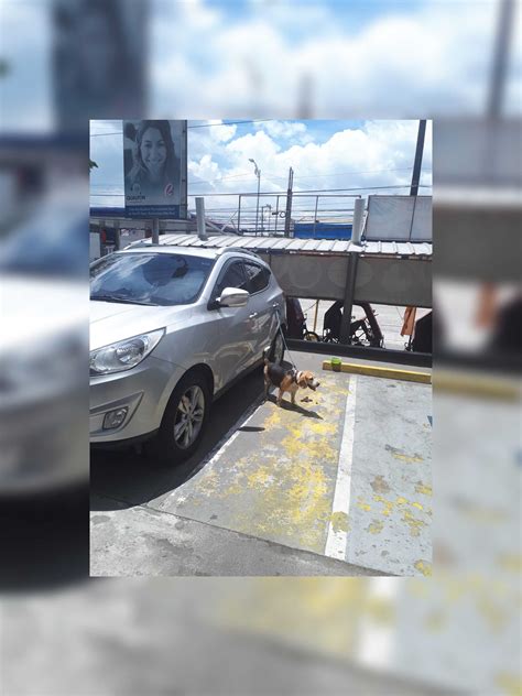 Netizens fume after dog was left tied to a car on a sweltering summer