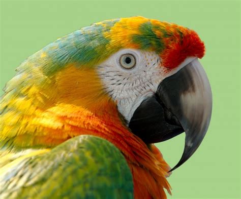 parrot portrait  stock photo public domain pictures