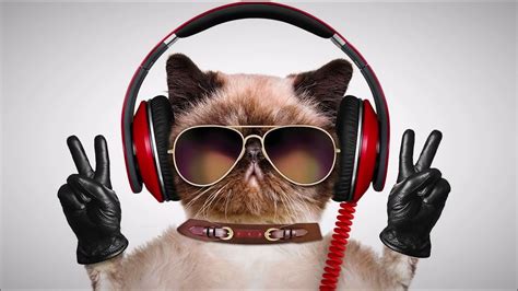 Кота в наушниках - картинки и фото koshka.top