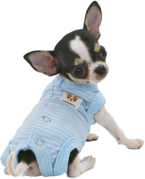 Baby Teetasse Chiwawa Qualzucht Im Fokus: Teacup Hunde WTG ...