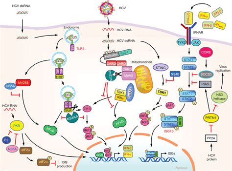 Evasion Of Innate Immunity By Hcv Viral Proteins Hcv Ns A Protease