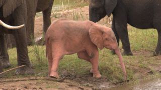 Watch a rare pink albino elephant baby playing by a waterhole in adorable footage | Live Science