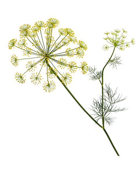Premium Photo | Branch of fresh green dill herb leaves isolated on