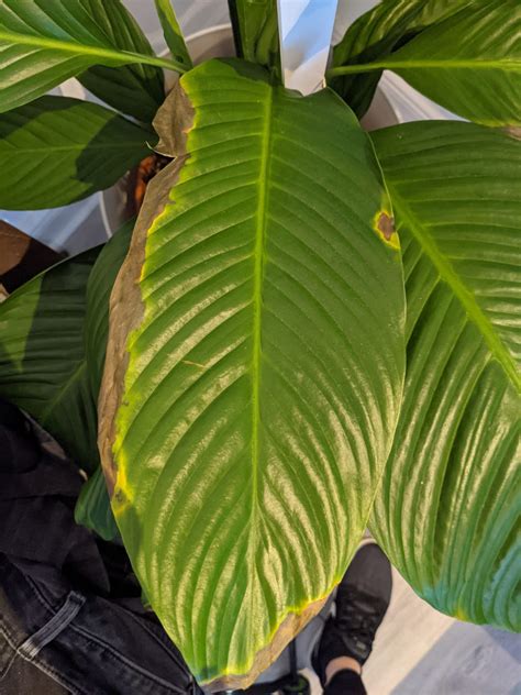 diagnosis - Peace Lily leaves turning yellow and brown - Gardening