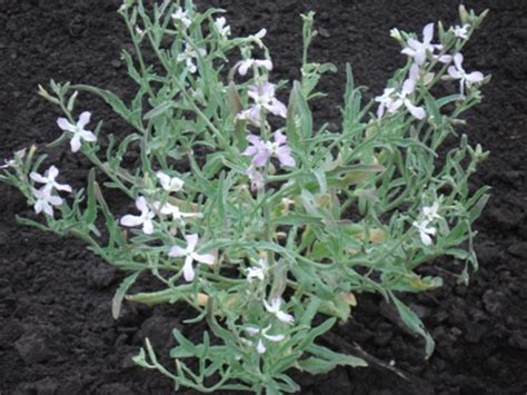 Фиалка ночная, маттиола (Matthiola), маттиола двурогая, маттиола седая ...