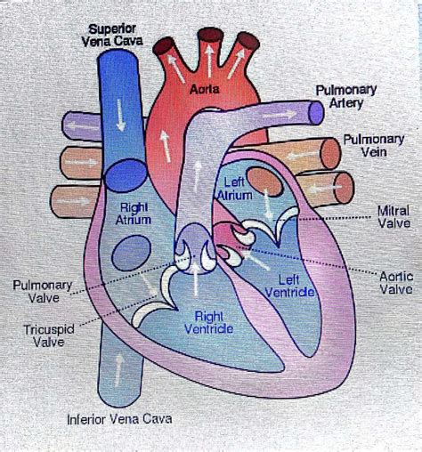 Please Solve These Questions Draw A Sectional View Of The Human