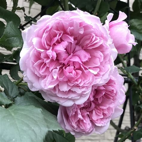 シスターエリザベス 薔薇: Green's Garden