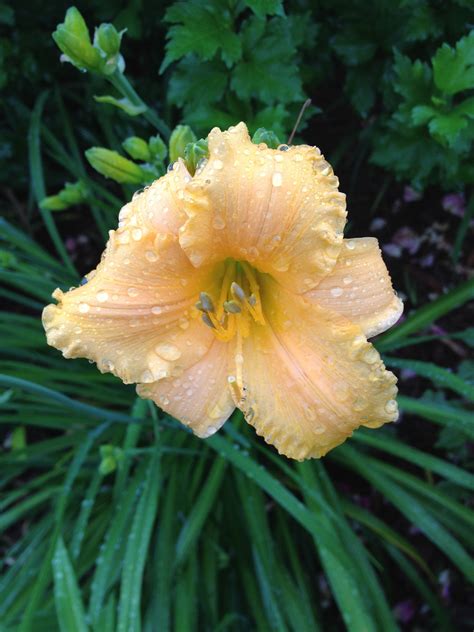 Apricot Sparkles Daylily | Garden, Plants, Daylilies